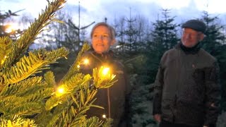 Thousands of Christmas trees on their way to Tivoli Gardens