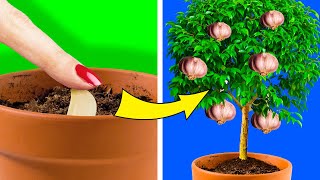 23 PLANTES QUE TU PEUX FACILEMENT FAIRE POUSSER DANS TA CUISINE