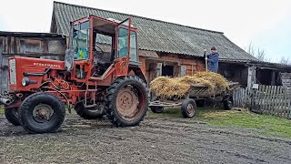 Перевозим солому для свинок  Т25!