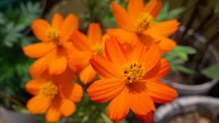 Cosmos -Beautiful Cosmos flower plant ( Fall butterfly flower )