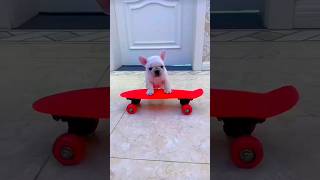 Puppy on skate board