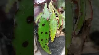 My Begonia Collection| I Want More #shorts #begonia #plants #homegarden