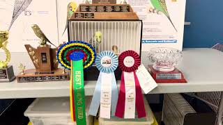 English Budgie BEST IN SHOW 2024 !