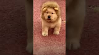 CUTE PUPPY STATUS || PUPPY LOOKING LIKE A LION 🦁 #shorts #viral #puppy #lion #dog #pets #beautiful