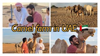 A mini vlog of a evening well spent on camel 🐪 farm in UAE 🇦🇪 #uae #camel #familyvlog