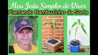 Como Plantar Bambu da Sorte