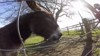 First experience of the farm for baby Ted - The Dad Vlog #4