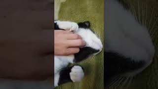 ОБНИМАШКИ с Феликсом🐈☺️