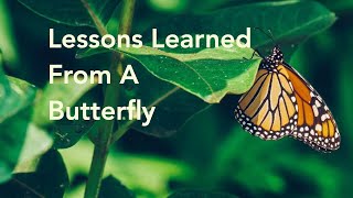 Lessons Learned From A Butterfly