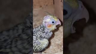 Hungry Cockatiel Chick Sound 😋  #cockatielqueen #cockatiel #pets #parrrot #birds #parrotparrot #pet