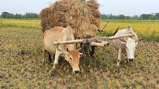 Trying to lift paddy from the deep mud with cows // Bullock cart videos