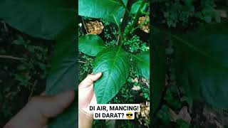 rutinitas baru disaat libur menyelamatkan ikan tenggelam.. #cabai #tanamcabai #cabairawit