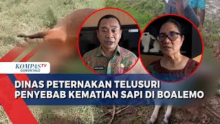 Bidang Peternakan dan Laboratorium Veteriner Telusuri Penyebab Kematian Puluhan Sapi di Boalemo