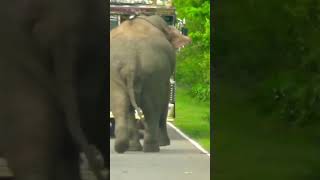 The elephant chases after the bus traveling on the highway to attack it #whiteelephant #animaltales