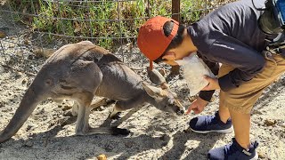 Video taken with the Canon M50 plus the EFM 15-45mm kit lens. Cohunu Koala Park, Western Australia