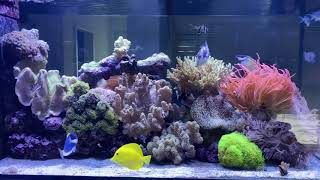 Red Sea Peninsula Reef Tank 10 months later!!