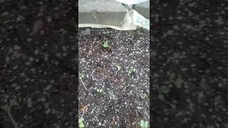 Broccoli seedlings grown from seeds