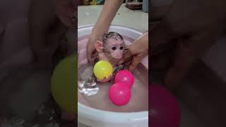 Adorable Baby Monkey's Colorful Bath Time with Mom!