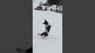 Big guardian dog plays like crazy in the snow