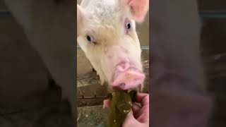 Tasted good #funnyvideos #animals