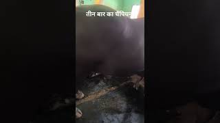 Raju Dairy Farm Karnal #animals #trending #viral #breeding #shortvideo #ytshorts