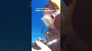 Diver gets cleaned by a Common Cleanerfish #diving #travel #Shorts