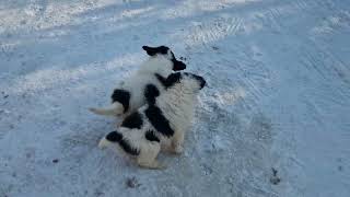 Ciobănești de Bucovina, la joacă#cute puppies