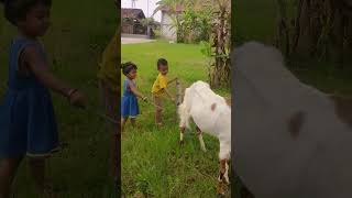 BERMAIN BERSAMA KAMBING #konten #shortvideo #anakanak #belajar #kambing