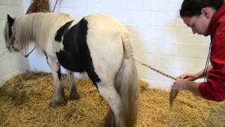 Plaiting a pony's tail