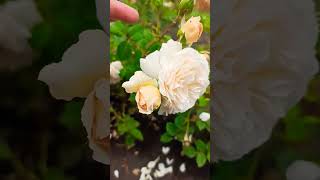 Роза🌹 Крокус Роуз ❤ люблю эти нежные цветы в ✅➡🤗своем Розарии#rose #trending #shorts #garden #2023