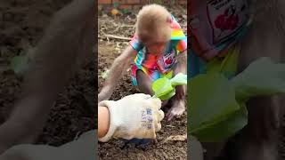 Bibi and Lala plant plants with Mom #monkeybibi #monkeylala #shorts