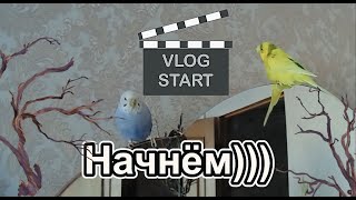 VLOG / Новые деревянные жёрдочки для моих попугаев. Как я устанавливаю жерди в клетке попугаев.