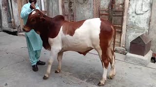 Most Beautiful Bull Qurbani 2025 I Most Beautiful Ablak Bull Qurbani 2025