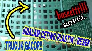 EDAN!!! TRUCUK GACOR ROPEL ditaruh didalam CETING PLASTIK / BESEK