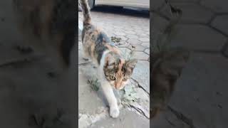 Cats of Veliko Tarnovo Bulgaria #travel