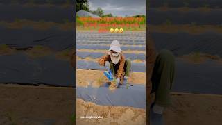 Agriculture Work Abroad #viralshort #trendingshorts #bestshort #work