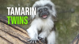 Tamarin Twins For Cotswold Wildlife Park