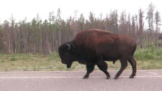 Buffalo Viewing Tour - Jun 2017