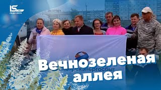 Сотрудники ШМРО подарили городу вечнозеленую аллею из ста пятидесяти сосен и елей