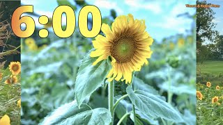 6 Minute Sunflower Field 🌻🌻 Timer Countdown ⏳