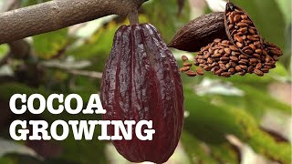 Best Cocoa Growing Tips - How To Get Return Of Investment.