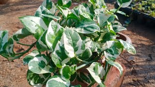 How to grow your N'Joys pothos plant AKA Money plant.#moneyplant #pothos