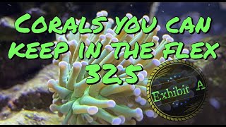 Corals you can keep in Fluval Flex 32 marine with Stock light