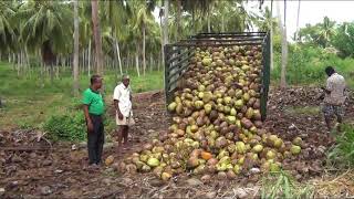 CCB - Lenawa Coconut Model Garden - Kurunegala