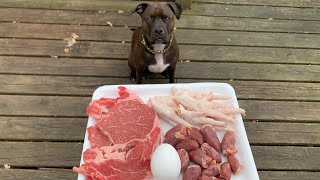 Pitbull vs Raw Food Feeding (ASMR)