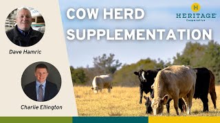 Cow Herd Supplementation