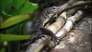 MANGROVE MONITOR SETUP UPGRADE!