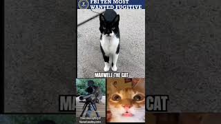 MAXWELL THE MOST WANTED #youtubeshorts # CAT