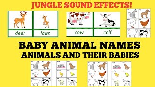 Animals and their Young Ones / Babies (JUNGLE SOUND EFFECTS)