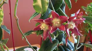 Color Changes   Hoya imperialis Palawan